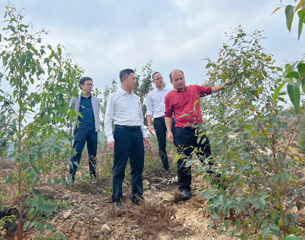 副董事长肖崇福调研指导林地林木收购及营林生产工作