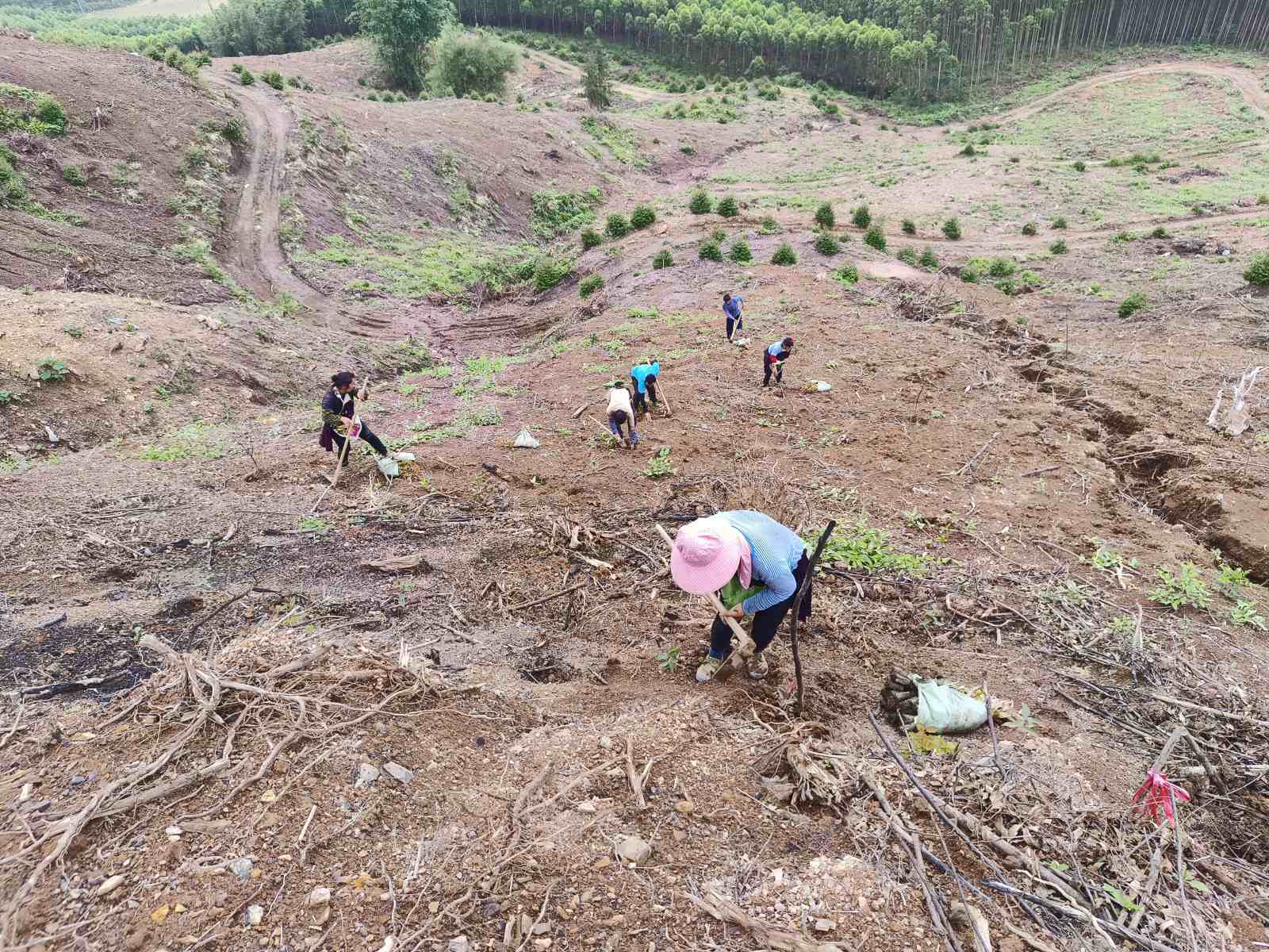 抢抓时节播新绿，全力推进抚育季