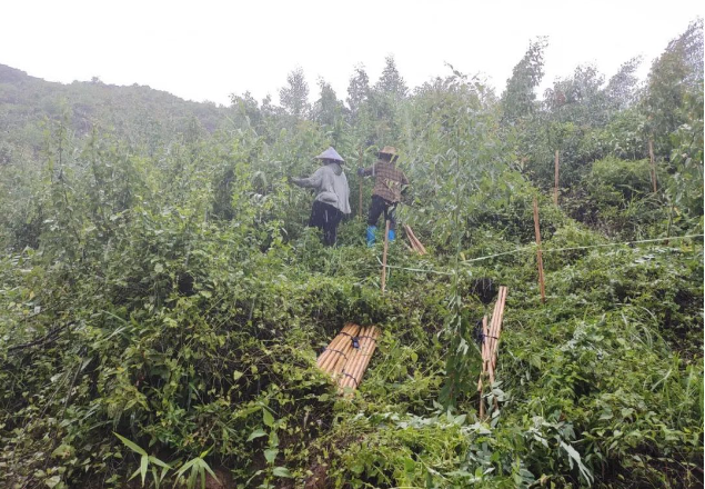 披风沥雨抗台风，及时扶正受灾苗