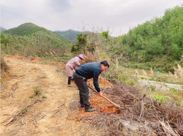 科学放冬肥，助力林木茁壮成长