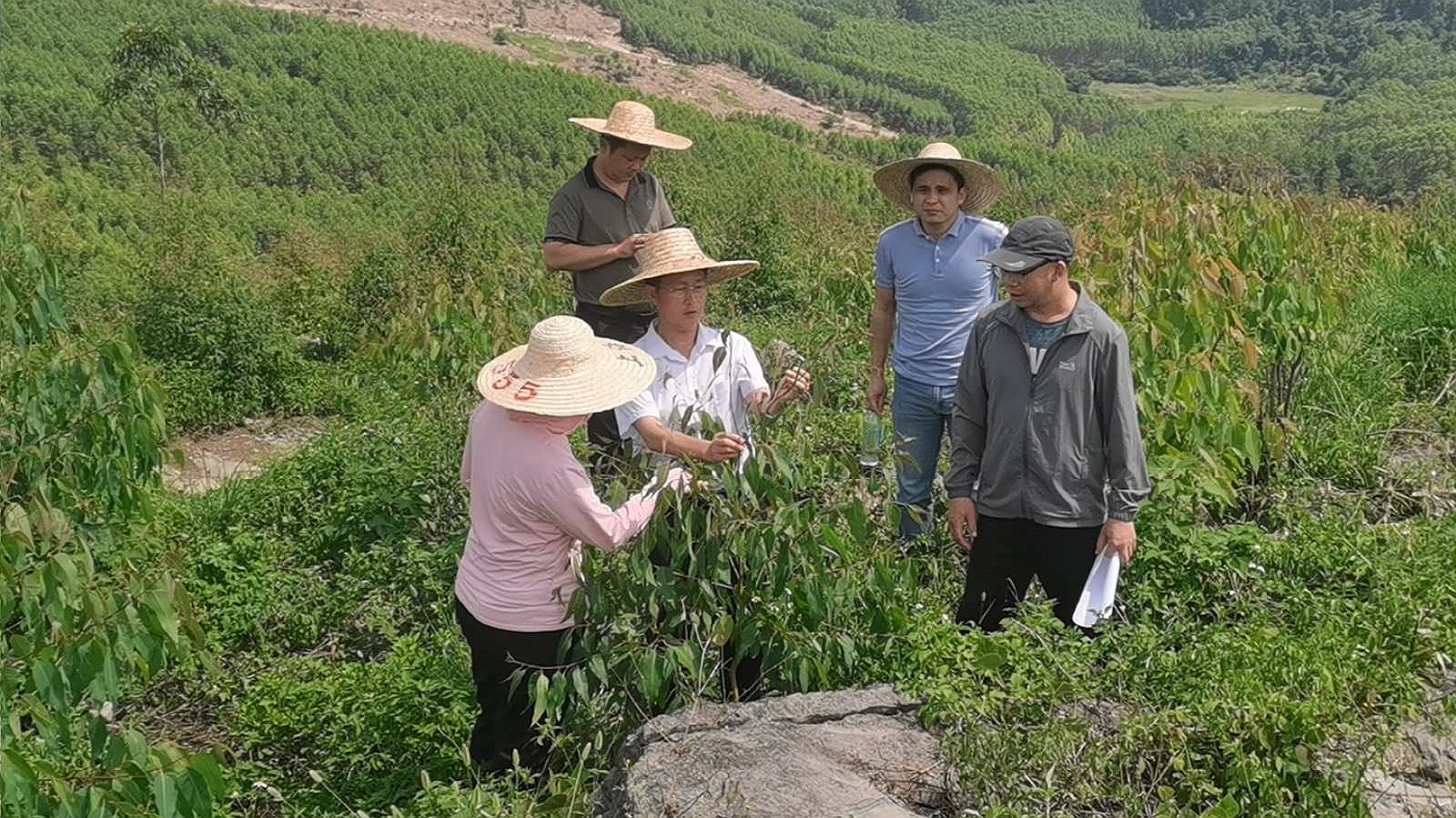 三门江林场副场长肖崇福到不朽情缘电子游戏官网集团“双重”项目新造林地检查指导工作